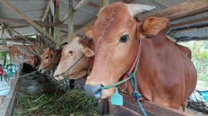 Makna Qurban Pada Hari Raya Idul Adha Bagi Kalangan Muslim